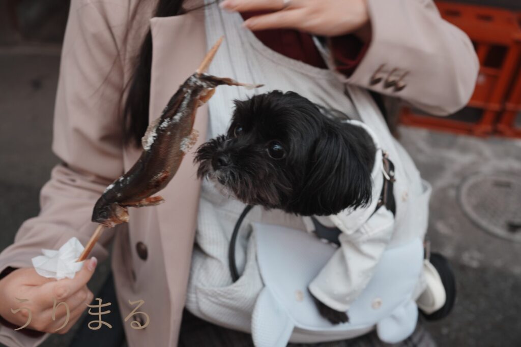 秩父 長瀞 石畳 犬連れ 犬同伴 ペット可 観光地 埼玉 自然 渓谷