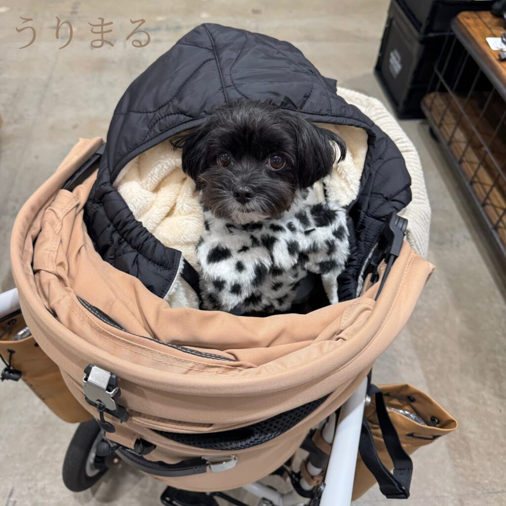 犬 防寒 冬 ケープ 抱っこ紐 スリング colulu