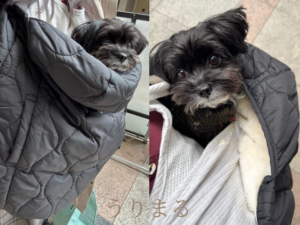 犬 防寒 冬 ケープ 抱っこ紐 スリング colulu