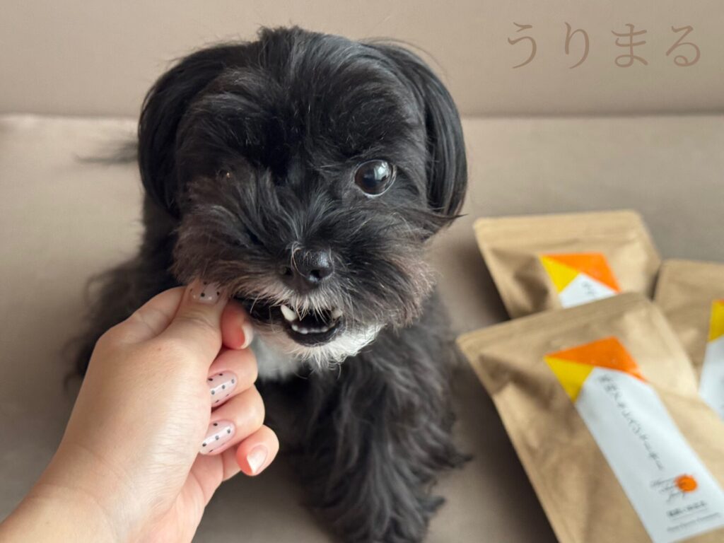 健康いぬ生活 馬 アキレス ジャーキー 歯 歯磨き 歯石 歯垢 ケア ドッグフード トリーツ おやつ