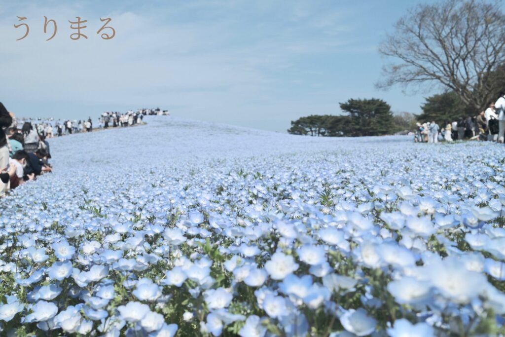 ネモフィラ 国営ひたち海浜公園 旅行 日帰り 車 犬連れ