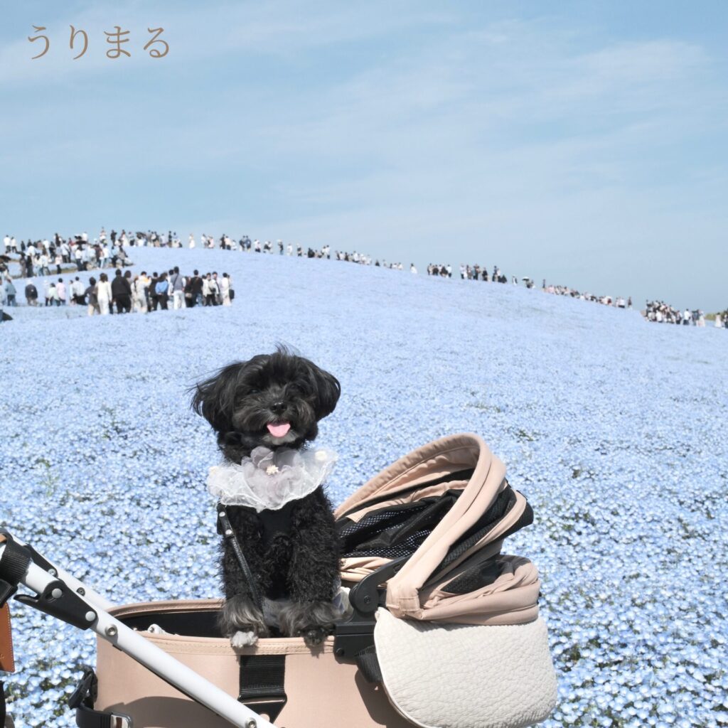 ネモフィラ 国営ひたち海浜公園 旅行 日帰り 車 犬連れ