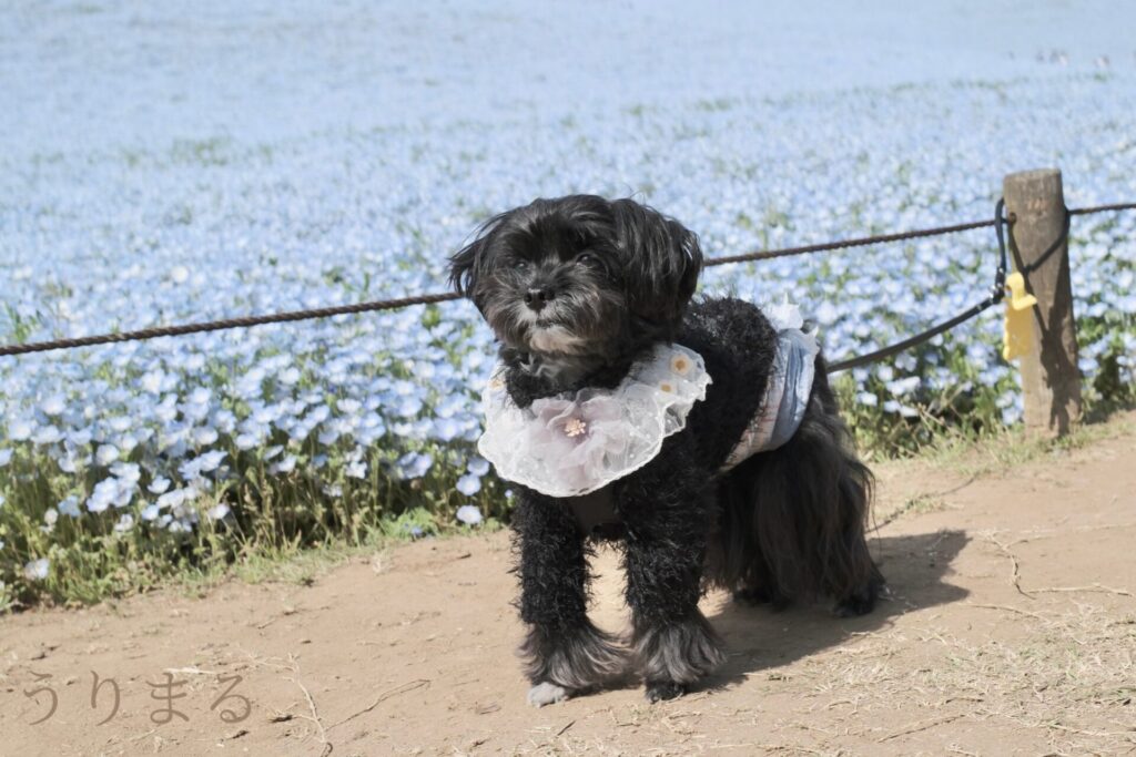 ネモフィラ 国営ひたち海浜公園 旅行 日帰り 車 犬連れ