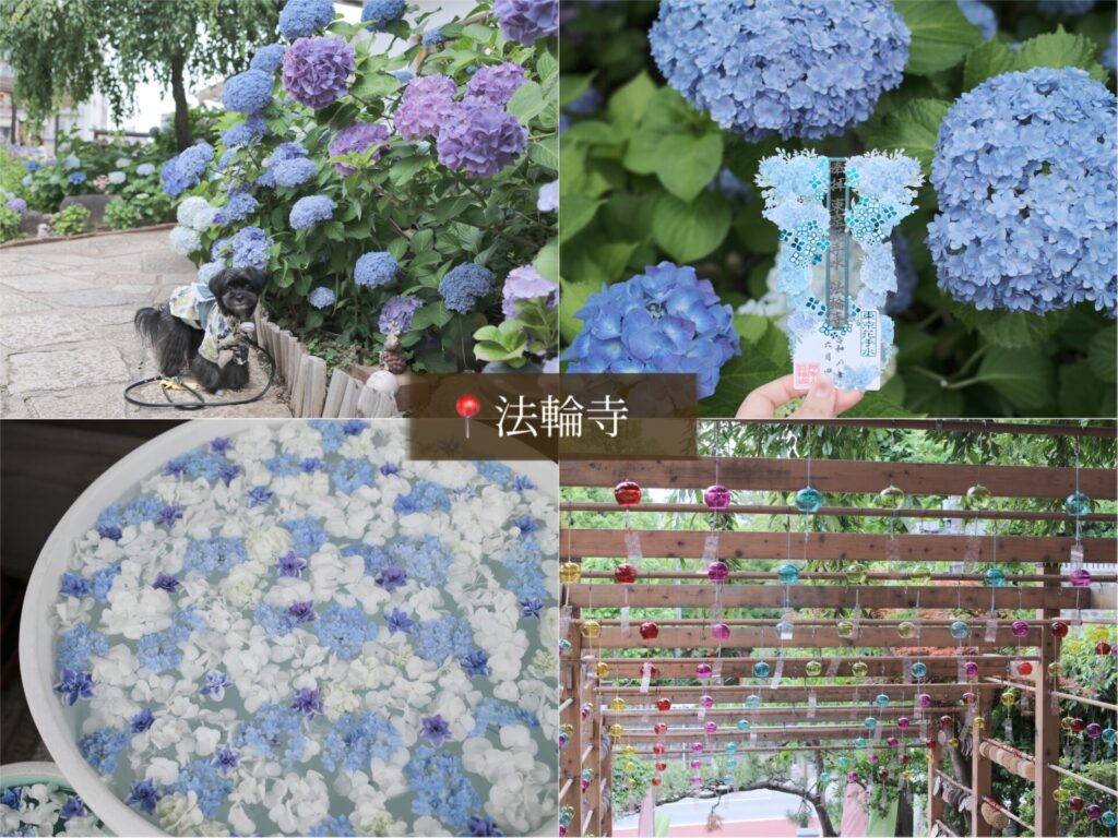 犬 紫陽花 アジサイ あじさい お出かけ 都内 写真 カメラ 法輪寺