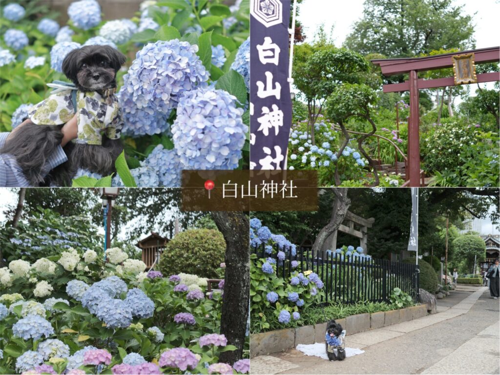 犬 紫陽花 アジサイ あじさい お出かけ 都内 写真 カメラ 白山神社