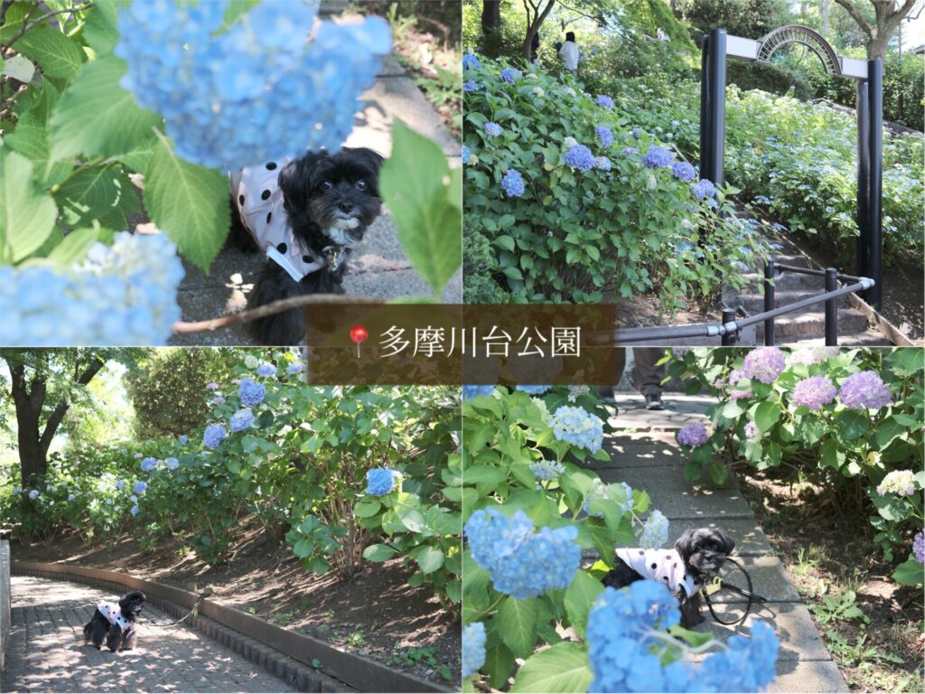 犬 紫陽花 アジサイ あじさい お出かけ 都内 写真 カメラ 多摩川台公園