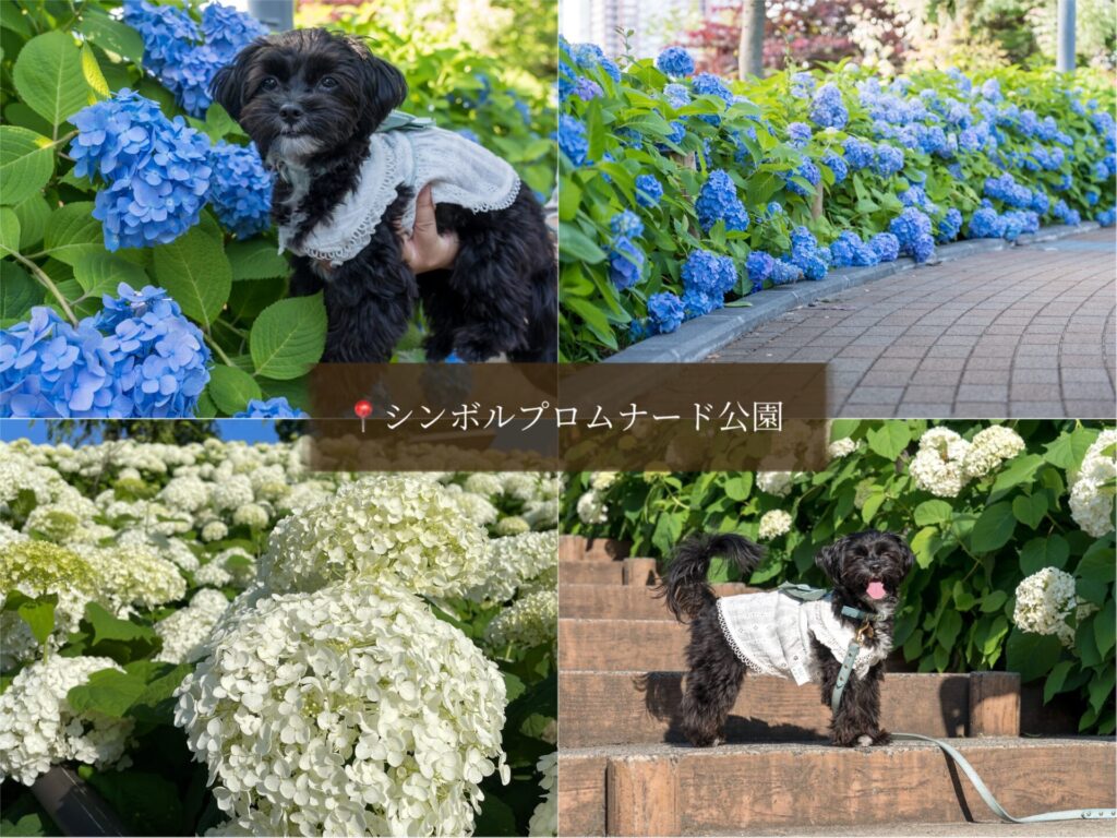 犬 紫陽花 アジサイ あじさい お出かけ 都内 写真 カメラ シンボルプロムナード公園
