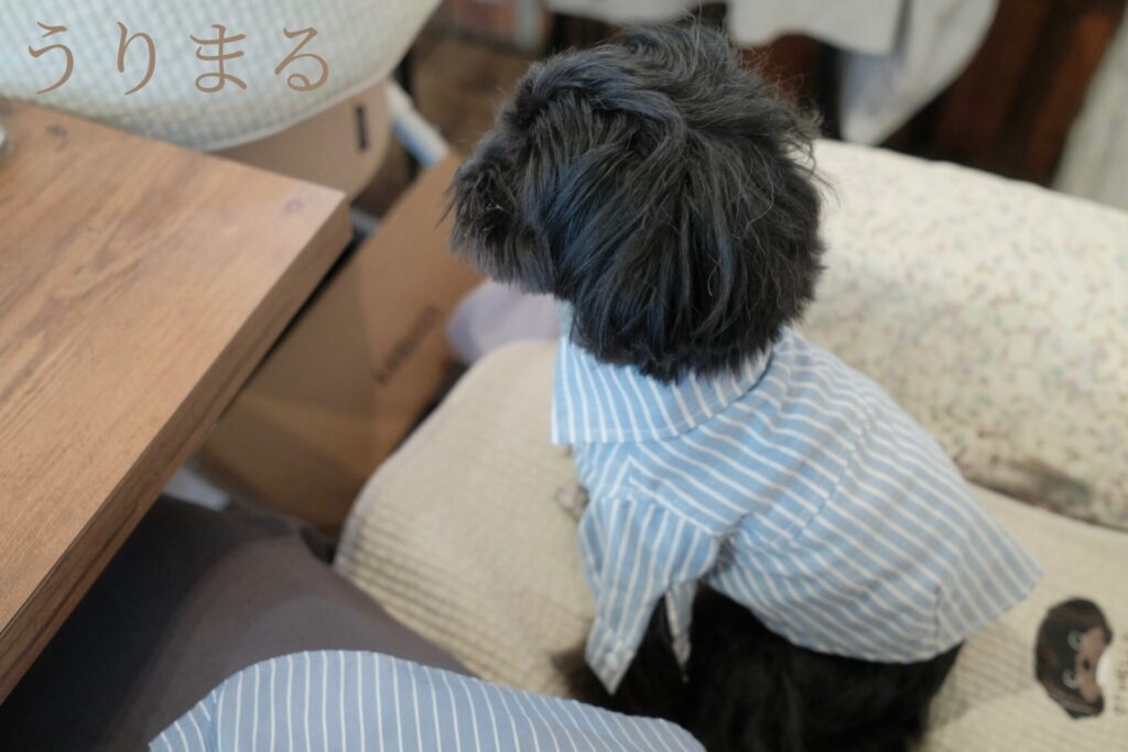 FUJIFILM X100VI 富士フイルム フイルムシミュレーション クラシッククローム レシピ 紹介 作例