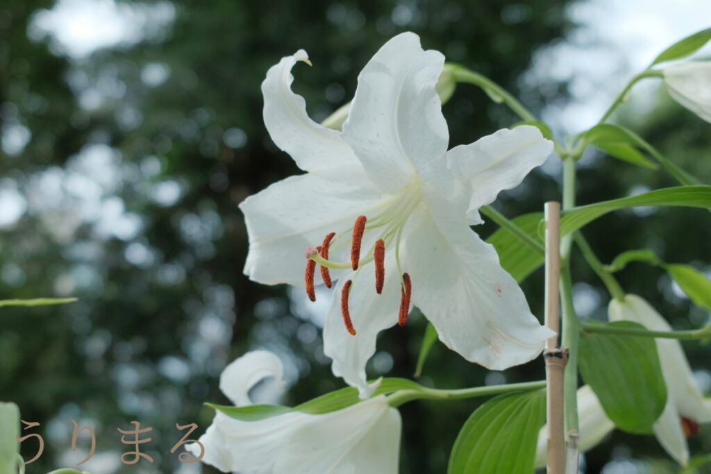 日比谷公園 ユリ 百合 犬 お出かけ