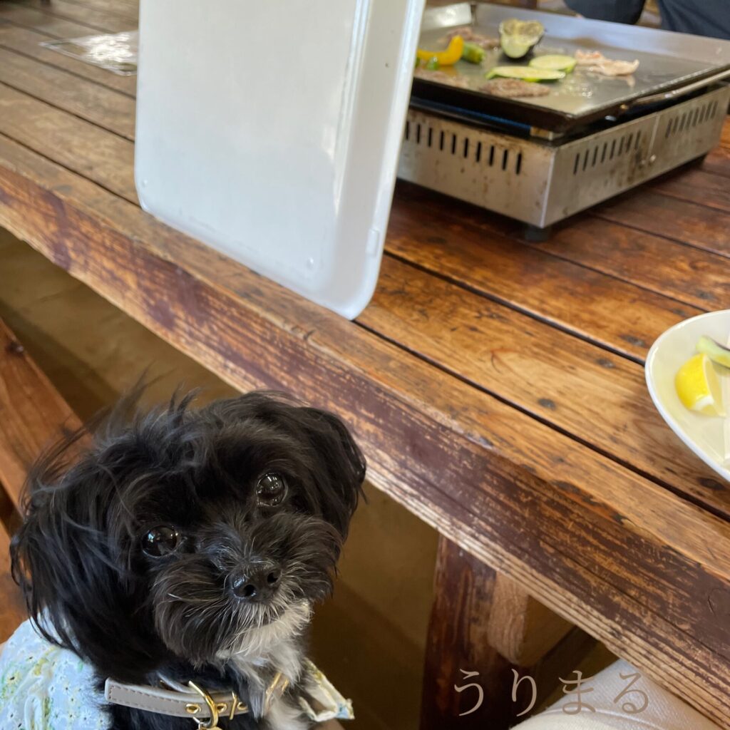 成田ゆめ牧場 犬連れ 旅行 日帰り ひまわり 向日葵 ヒマワリ 畑