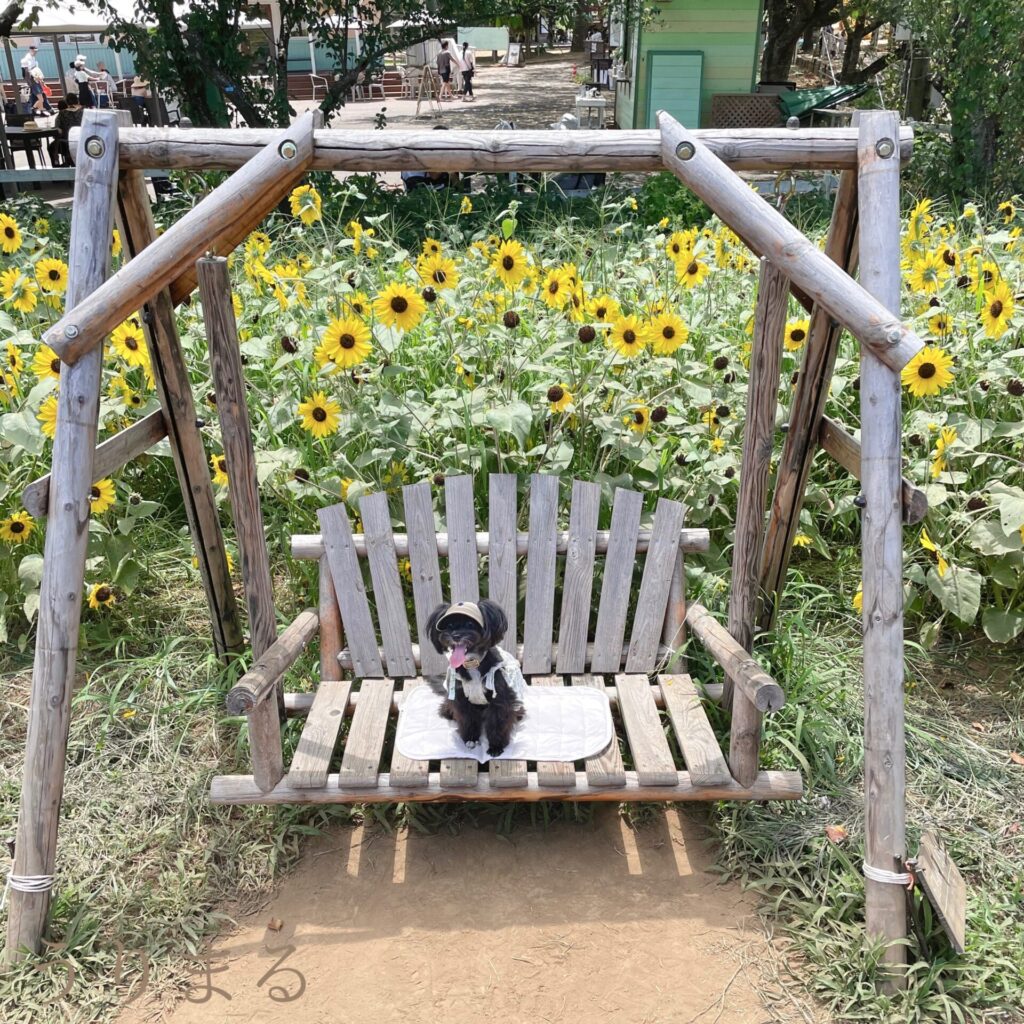 成田ゆめ牧場 犬連れ 旅行 日帰り ひまわり 向日葵 ヒマワリ 畑