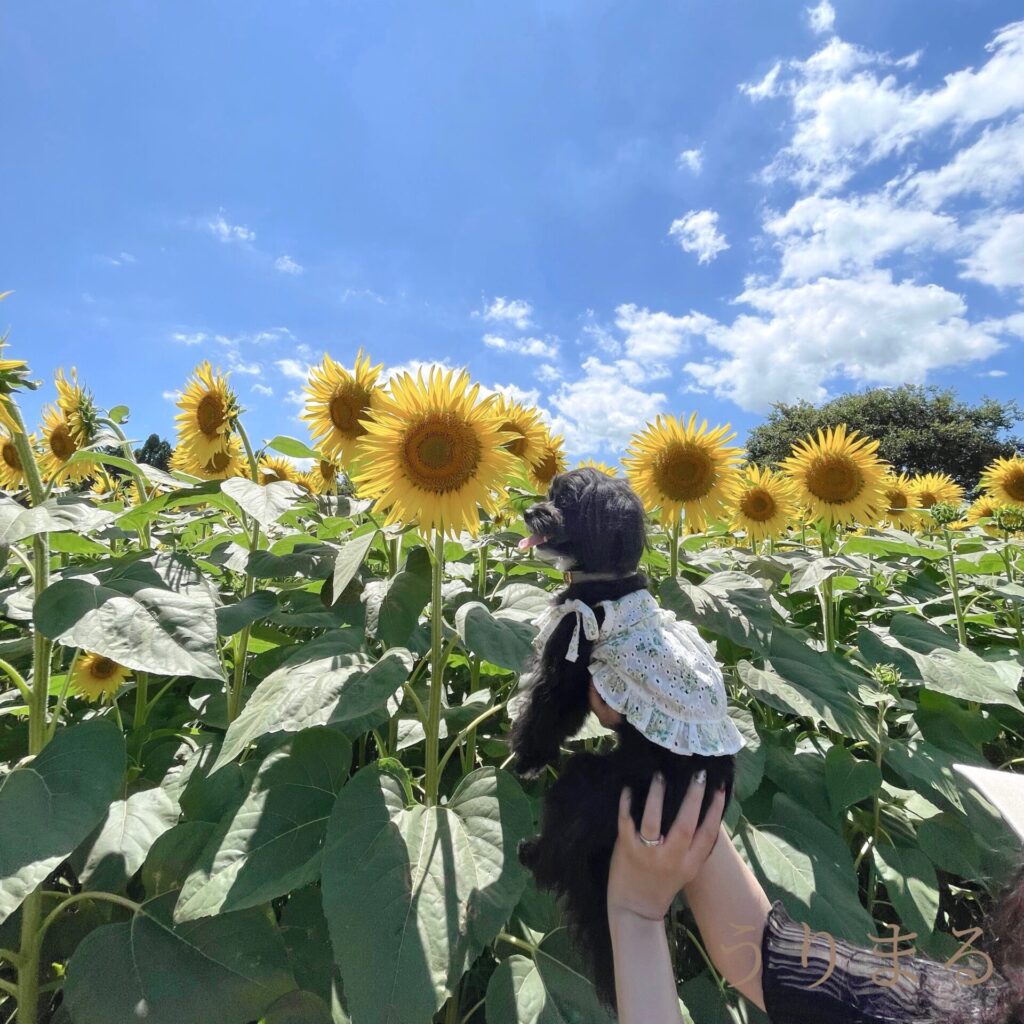 成田ゆめ牧場 犬連れ 旅行 日帰り ひまわり 向日葵 ヒマワリ 畑