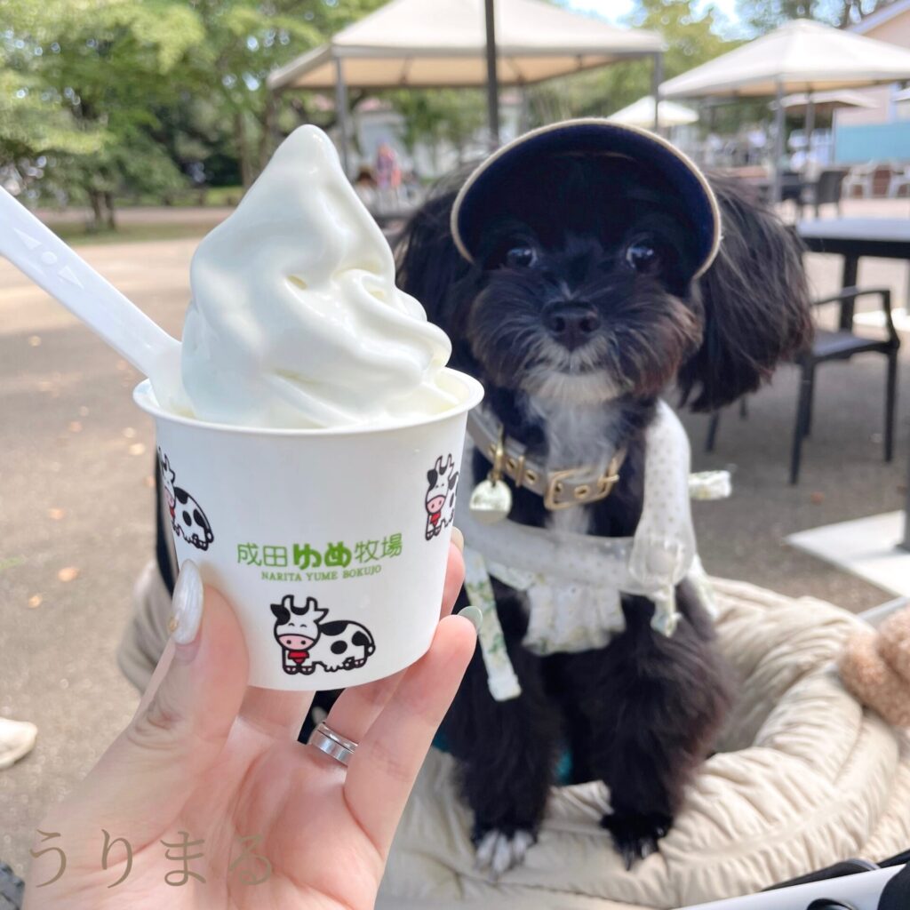 成田ゆめ牧場 犬連れ 旅行 日帰り ひまわり 向日葵 ヒマワリ 畑