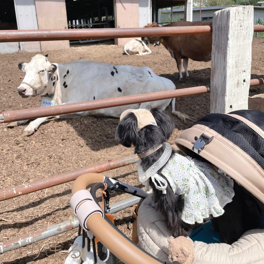 成田ゆめ牧場 犬連れ 旅行 日帰り ひまわり 向日葵 ヒマワリ 畑