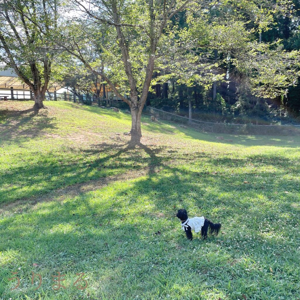 成田ゆめ牧場 犬連れ 旅行 日帰り ひまわり 向日葵 ヒマワリ 畑
