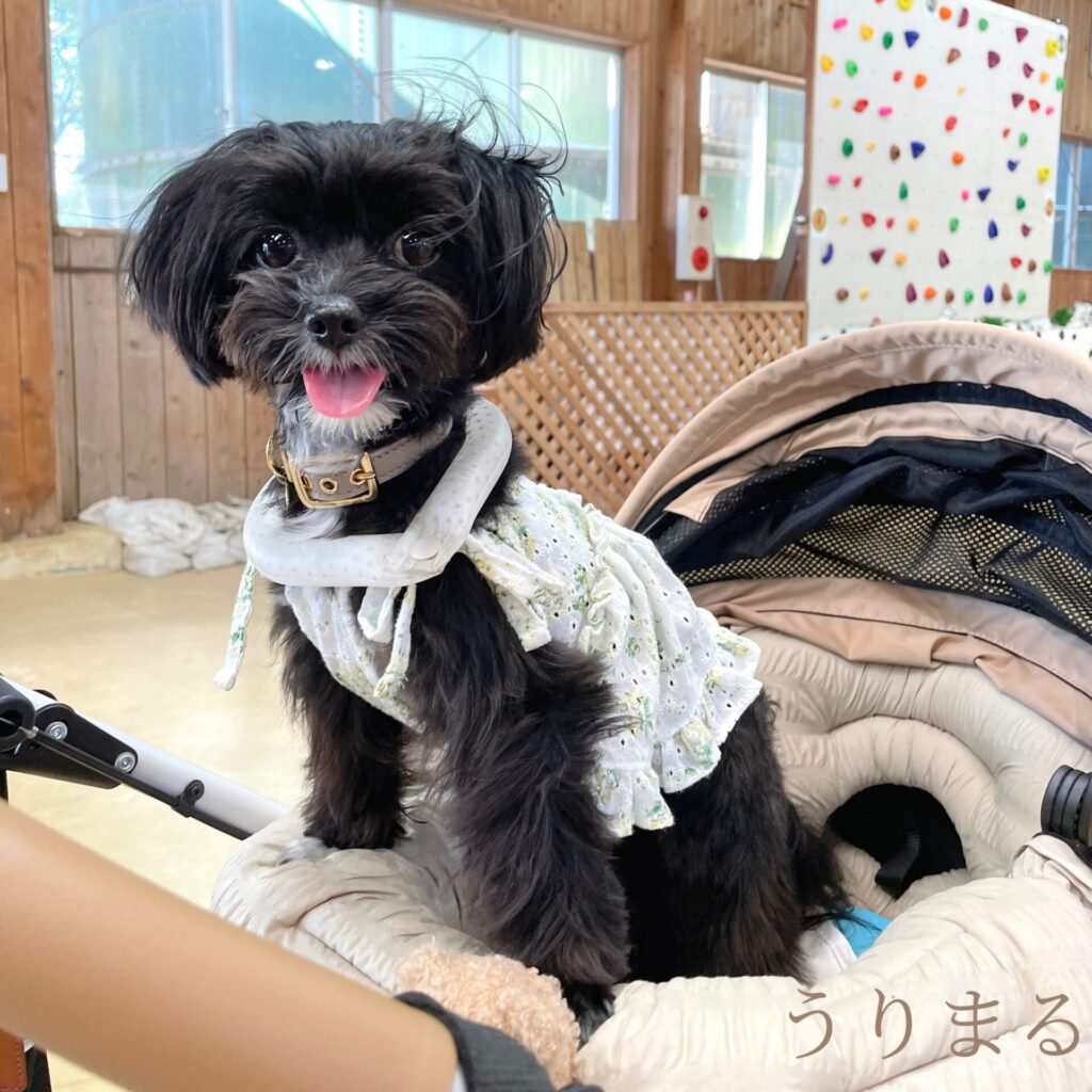 成田ゆめ牧場 犬連れ 旅行 日帰り ひまわり 向日葵 ヒマワリ 畑