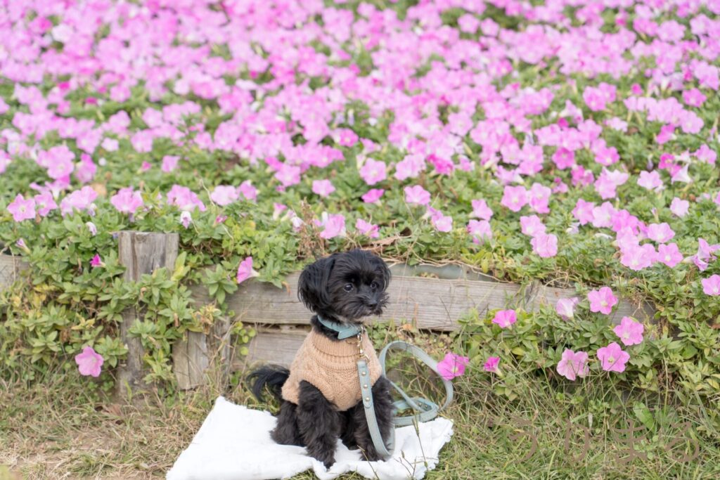マザー牧場 犬連れ 旅行 お出かけ 日帰り