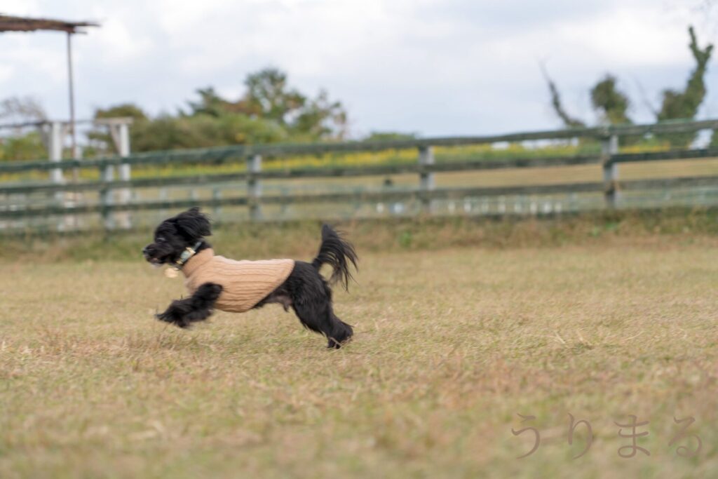 マザー牧場 犬連れ 旅行 お出かけ 日帰り