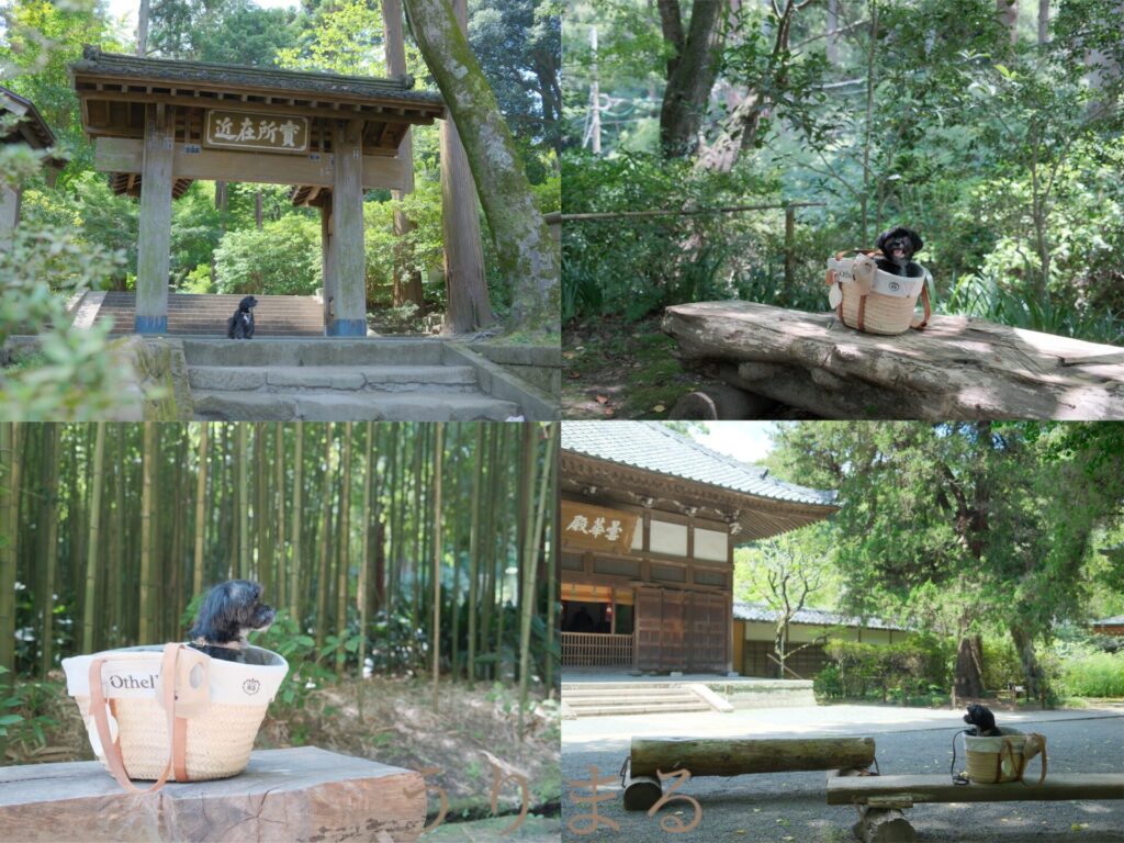 鎌倉 北鎌倉 犬連れ 旅行 お出かけ 日帰り 寺 浄智寺