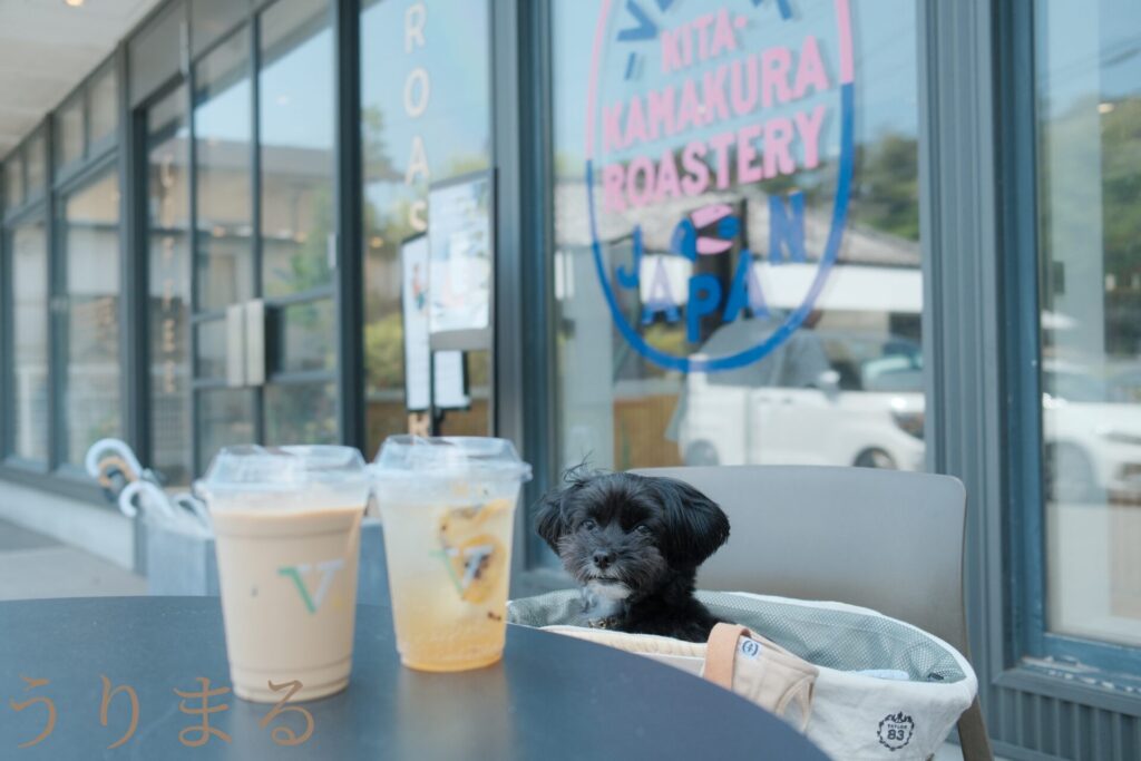 鎌倉 北鎌倉 犬連れ 旅行 お出かけ 日帰り カフェ VERVE COFFEE ROASTERS KITA KAMAKURA