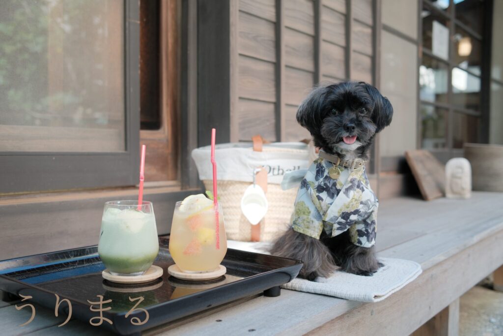 鎌倉 北鎌倉 犬連れ 旅行 お出かけ 日帰り カフェ 古民家 ユキノシタ