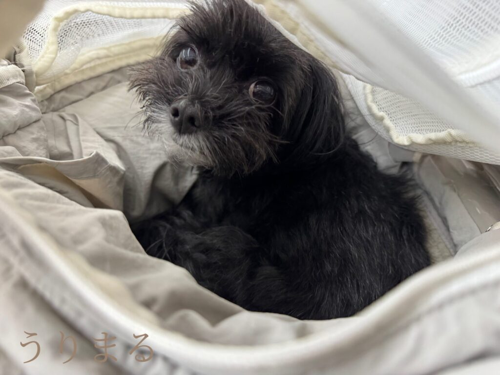 Rinenna #2 洗濯 粉 洗剤 手洗い 付け置き 商品 紹介 レビュー 犬 ペット スリング バッグ リュック キャリー