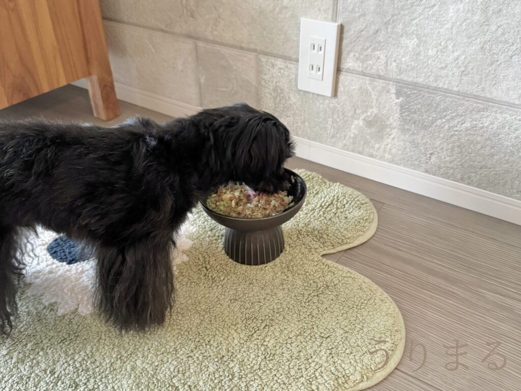 K9 natural ケーナイン ナチュラル ビーフ ホキ フィースト ドッグフード ドライフード 薬膳 手作り ごはん