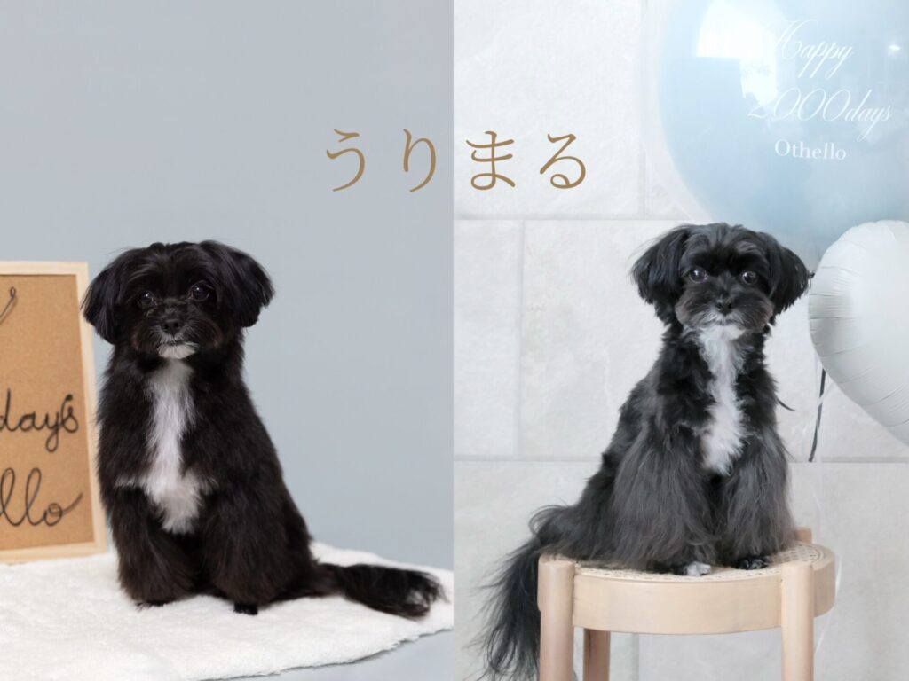 愛犬 ペット 記念日 誕生日 バースデー アニバーサリー 2000日 生後 おうち 自宅 フォト FUJIFILM X100VI クラシッククローム