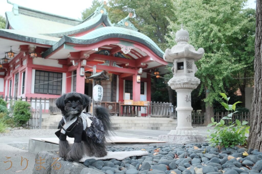 市谷亀岡八幡宮 七五三 ペット 犬 ご祈祷 お詣り お参り 初詣 袴